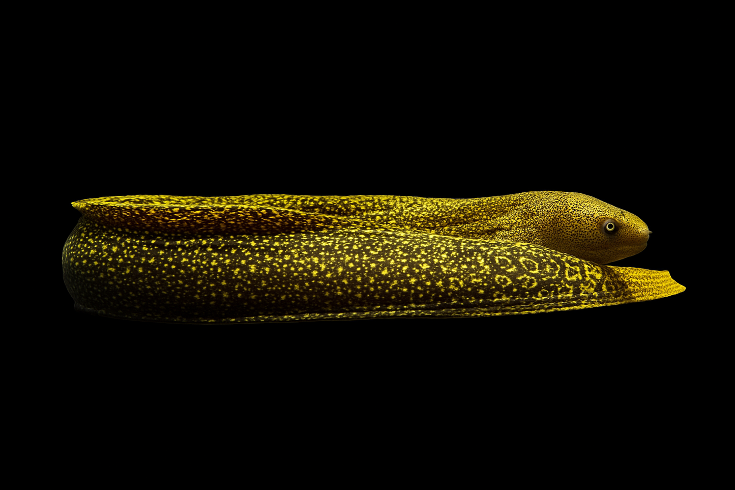 Dark Body Goldentail Eel