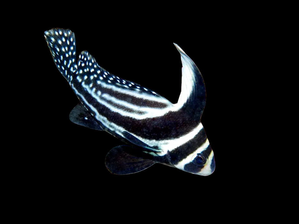 Spotted Drumfish