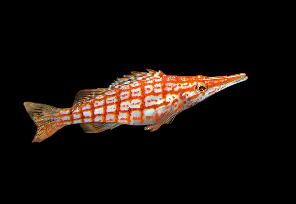 Long Nose Hawkfish