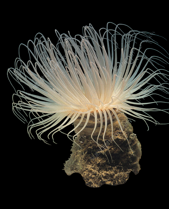 Colored Tube Anemone