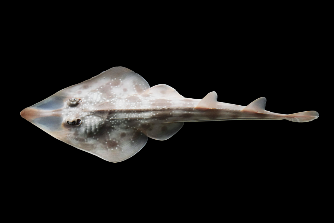 Guitar Shovelnose Ray