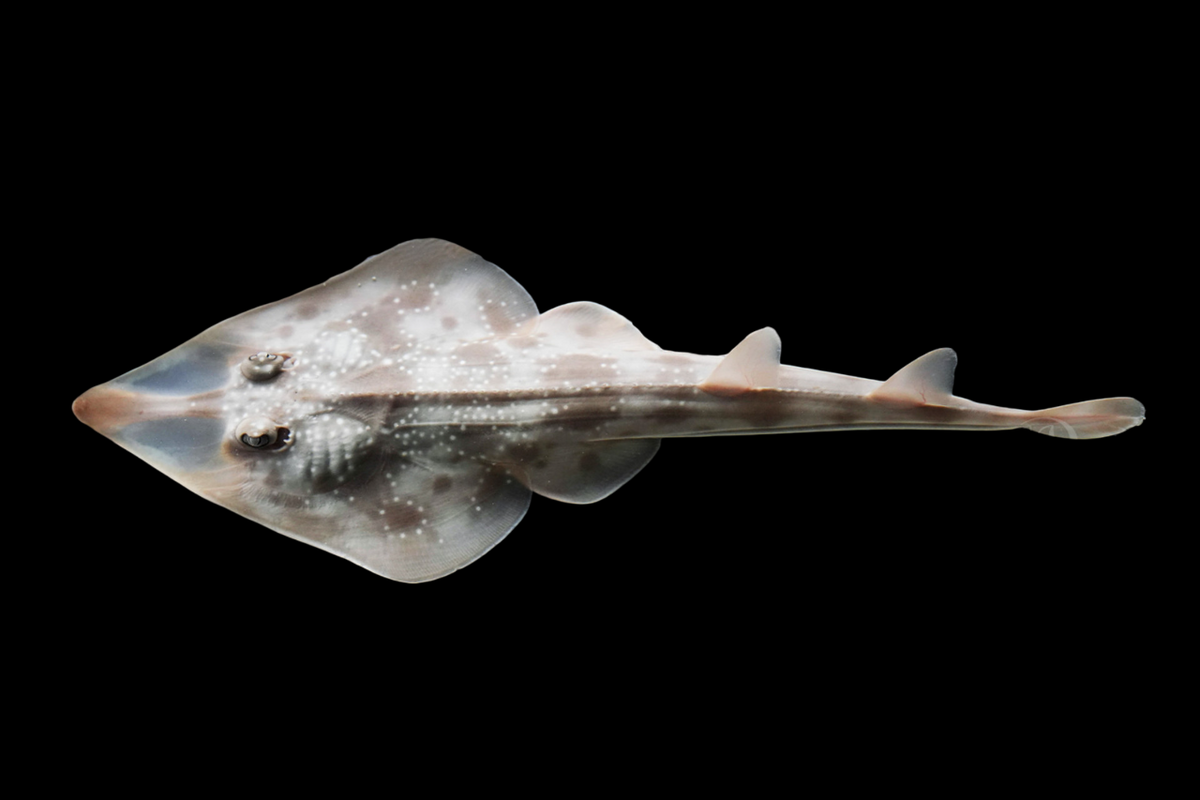 Guitar Shovelnose Ray