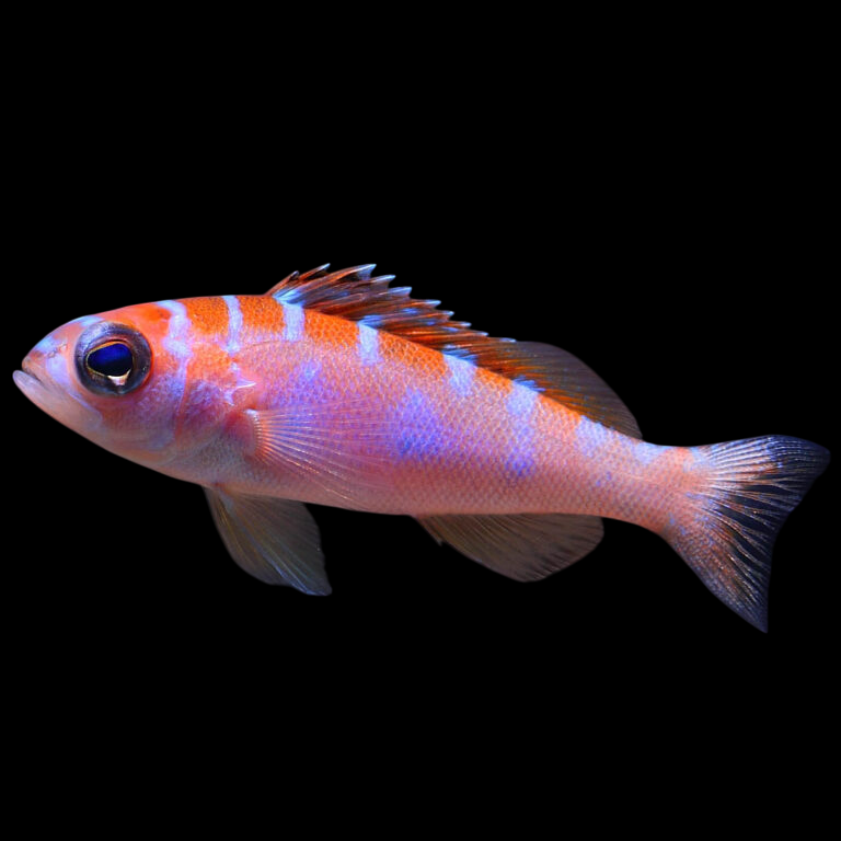 Chalk Basslet