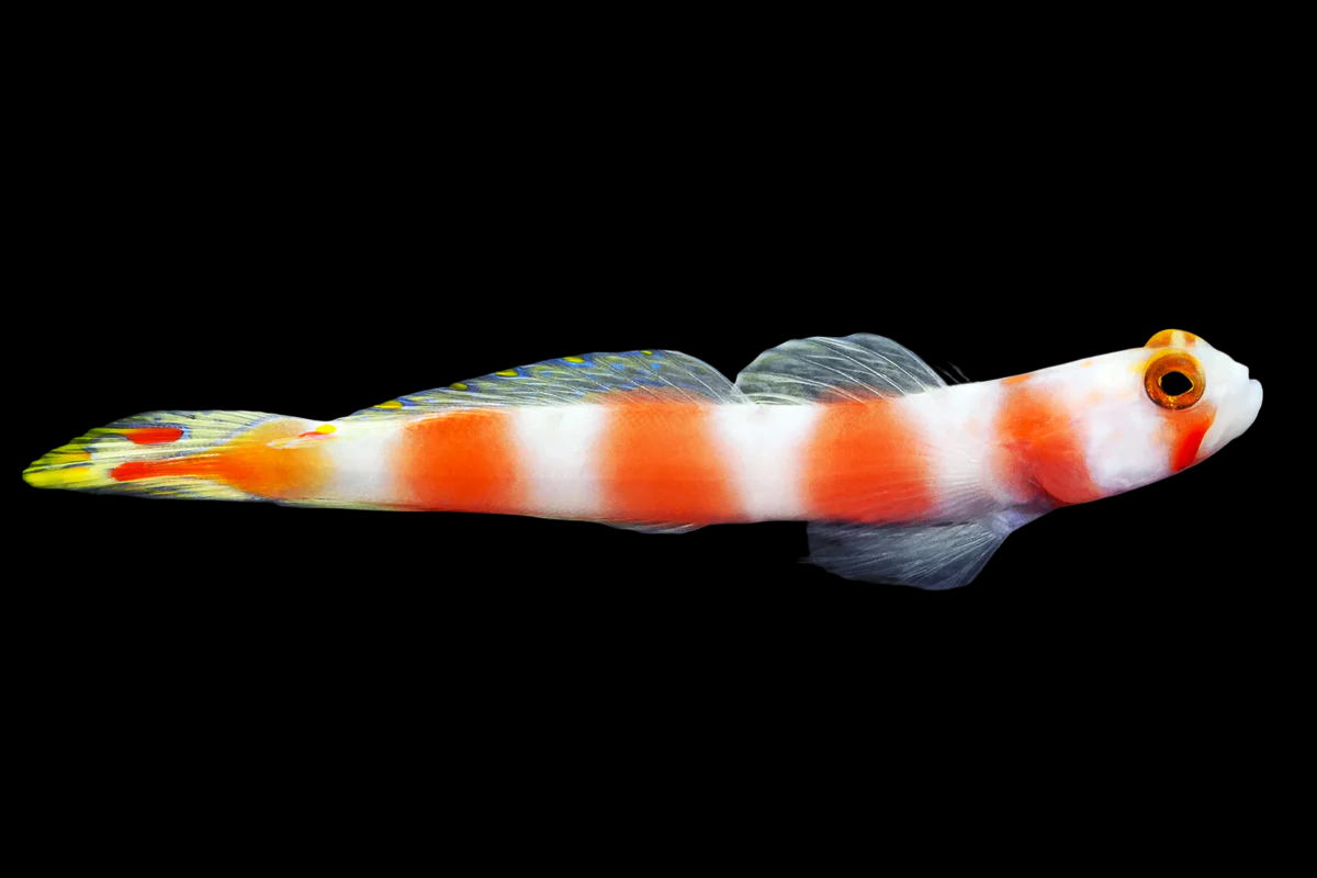 Pinkbar Goby