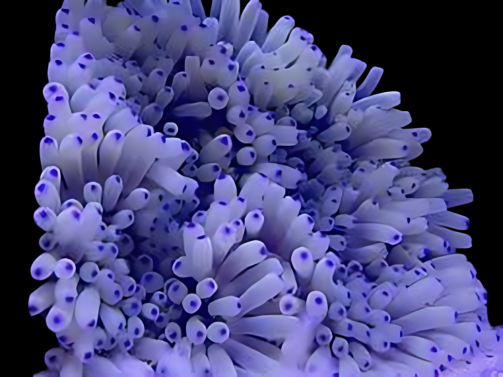 Colored Blue Tip Sebae Anemone