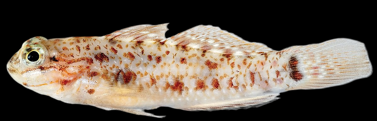 Colon Goby