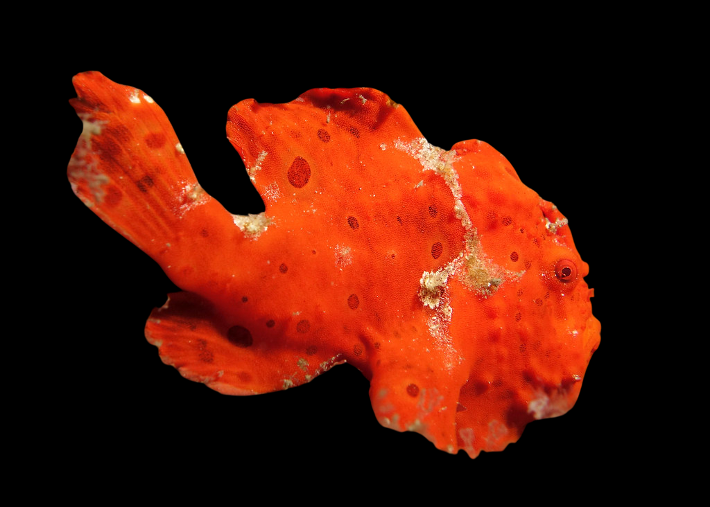Tangerine Dream Anglerfish