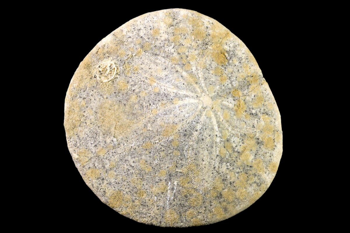 Sand Dollar