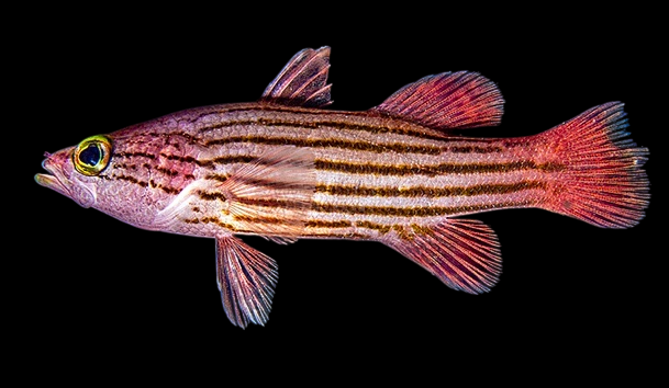 Pin‑Stripe Reef Basslet