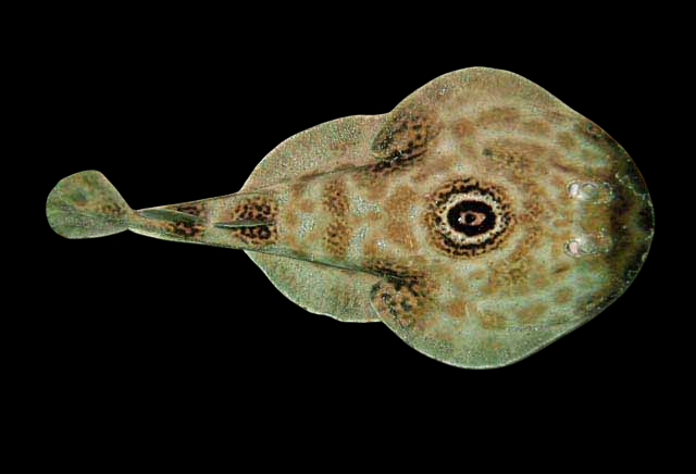 Ocellated Electric Stingray