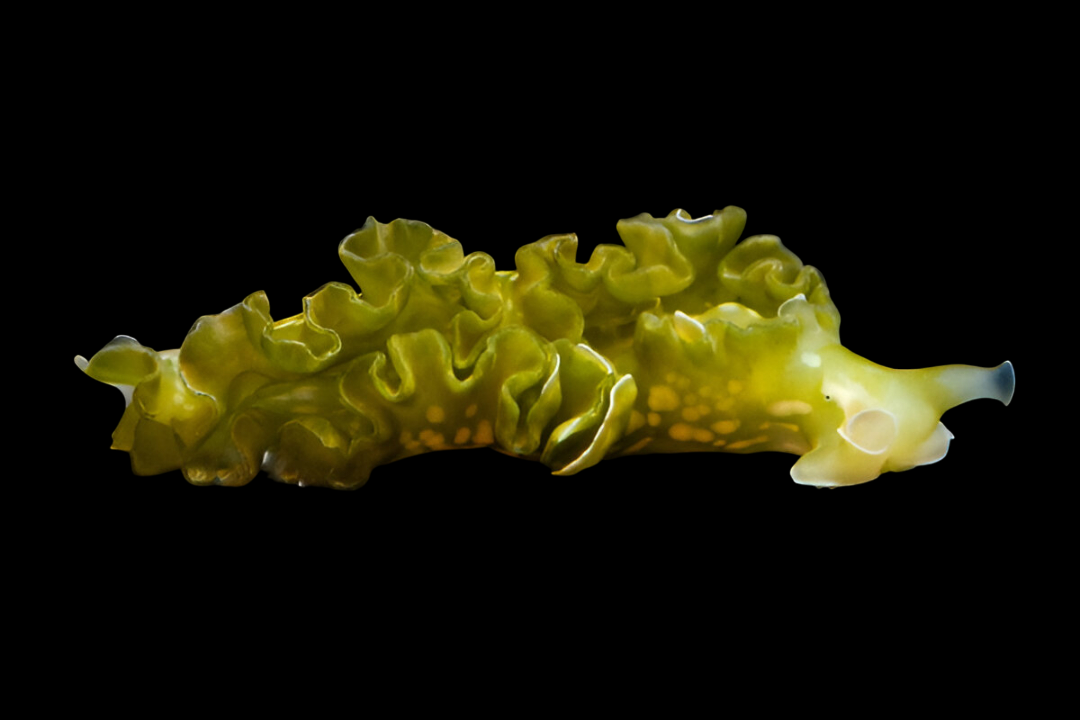Lettuce Nudibranch