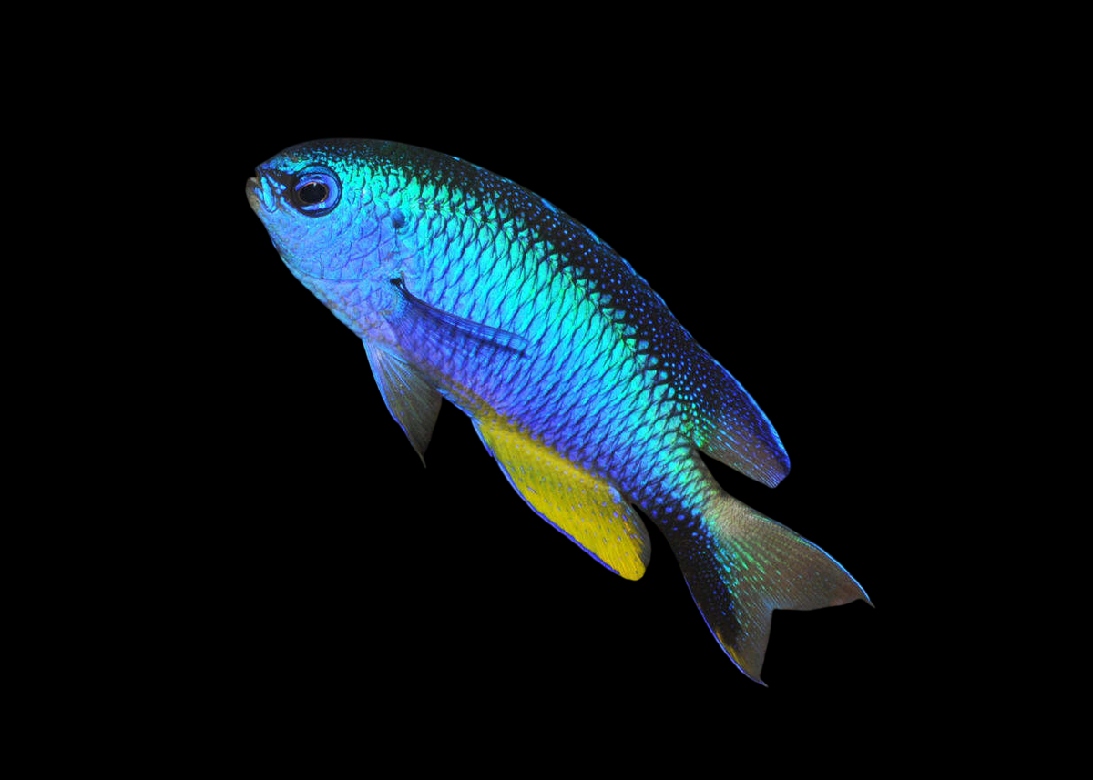 Allen's Damselfish