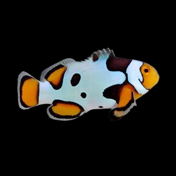 MochaVinci Extreme Ocellaris Clownfish