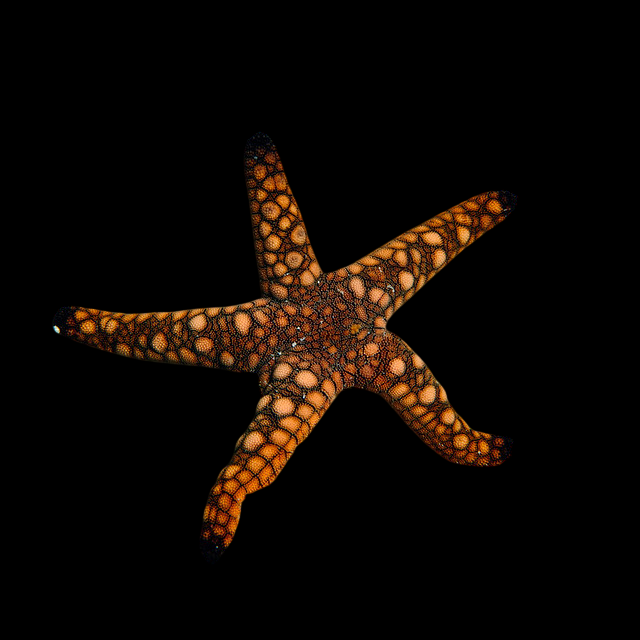 Reef Marble Sea Star