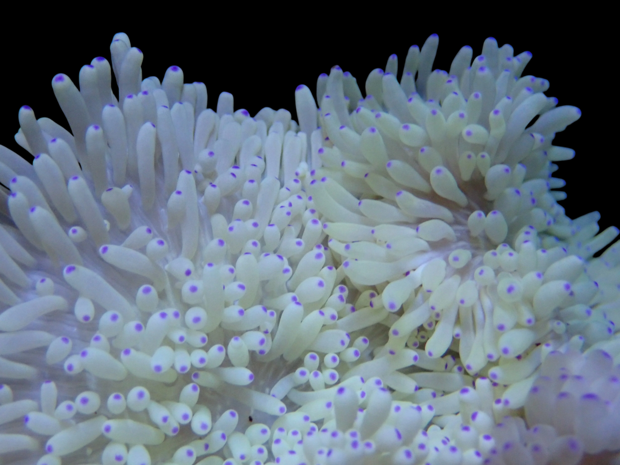 White Sebae Anemone