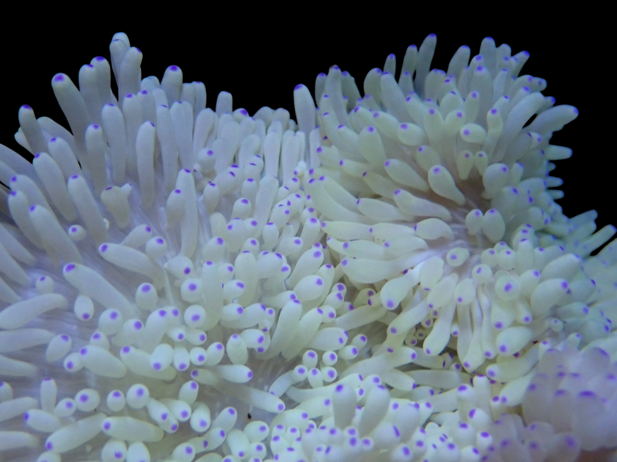 White Sebae Anemone