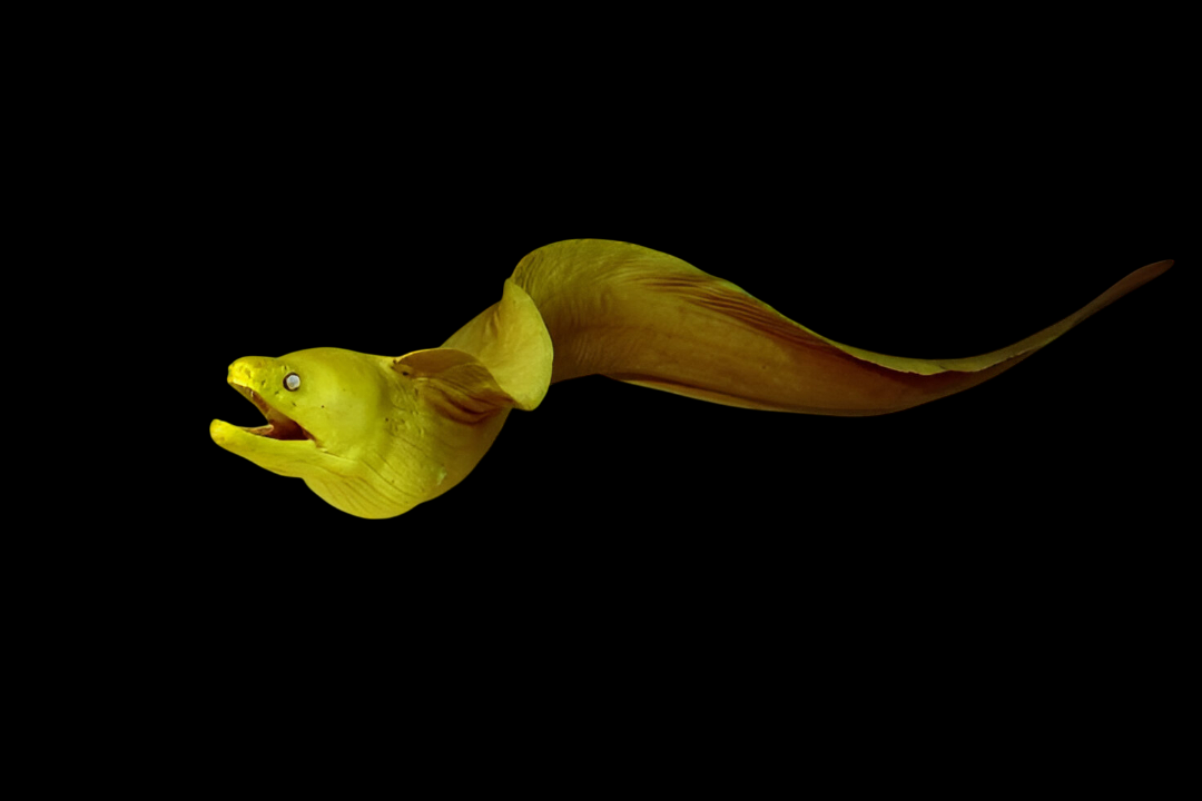 Green Moray Eel