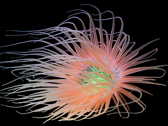 Tube Anemone