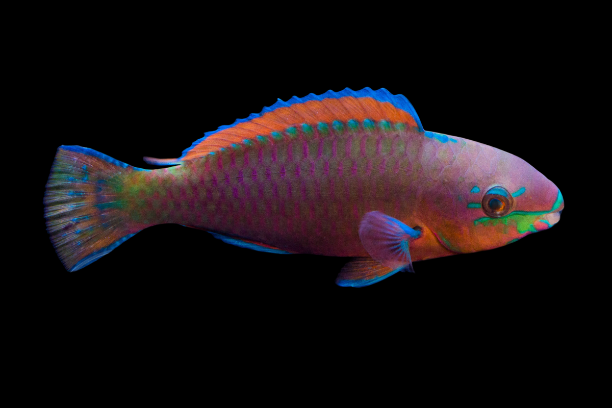 Quoy's Parrotfish