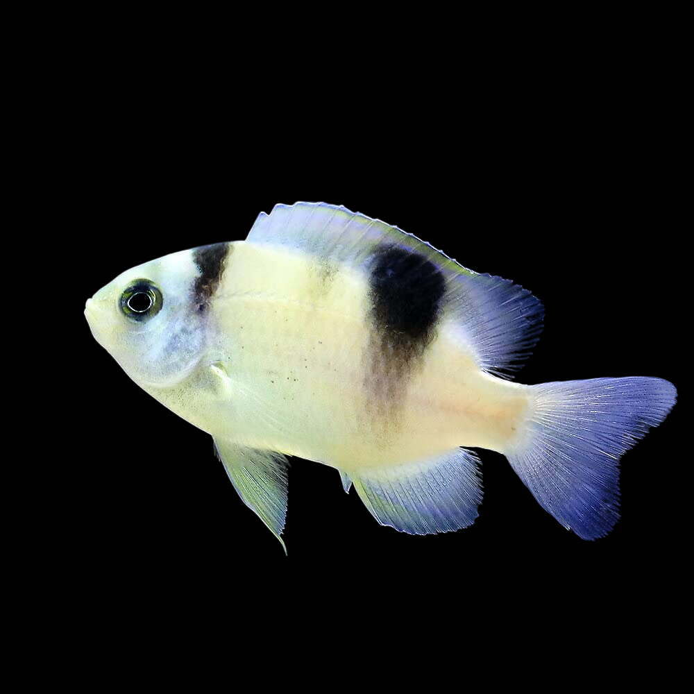 Black Banded Damselfish