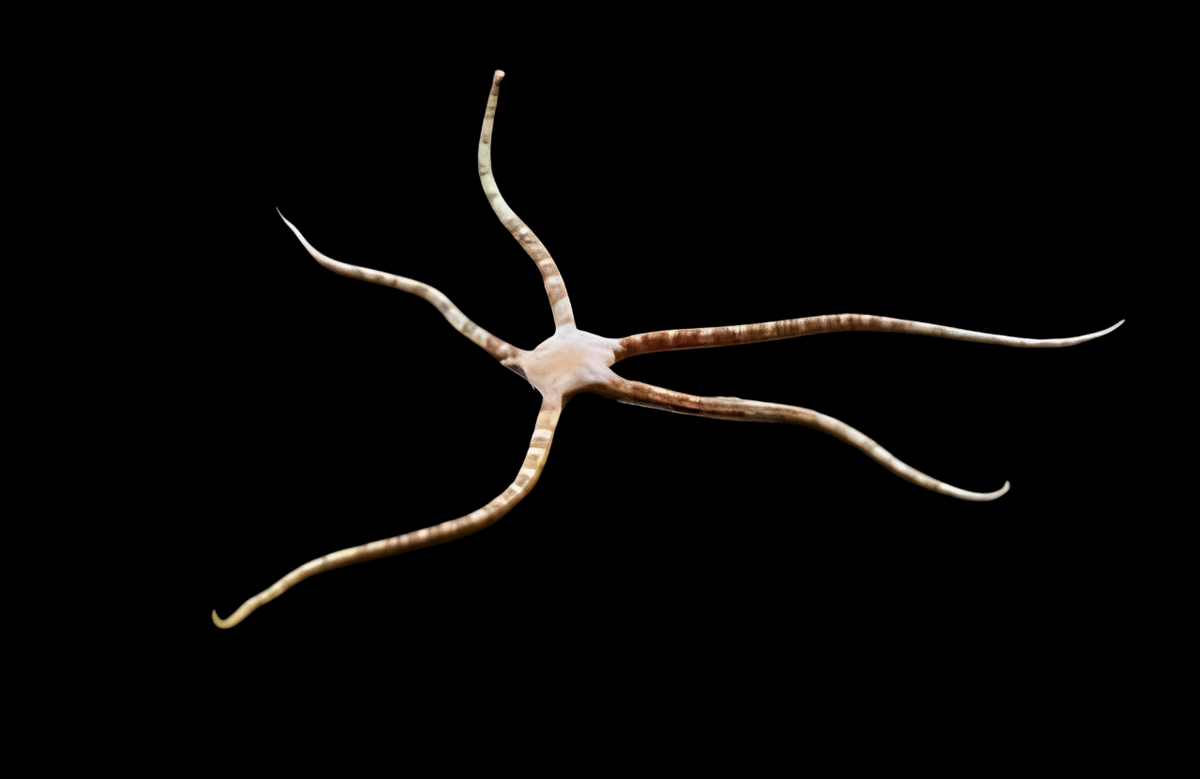 Banded Serpent Sea Star