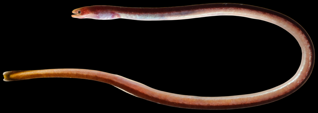 Spaghetti Eel