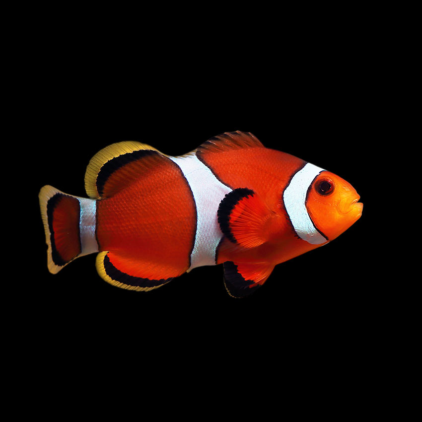 False Percula Ocellaris Clownfish, Bali Aquarich