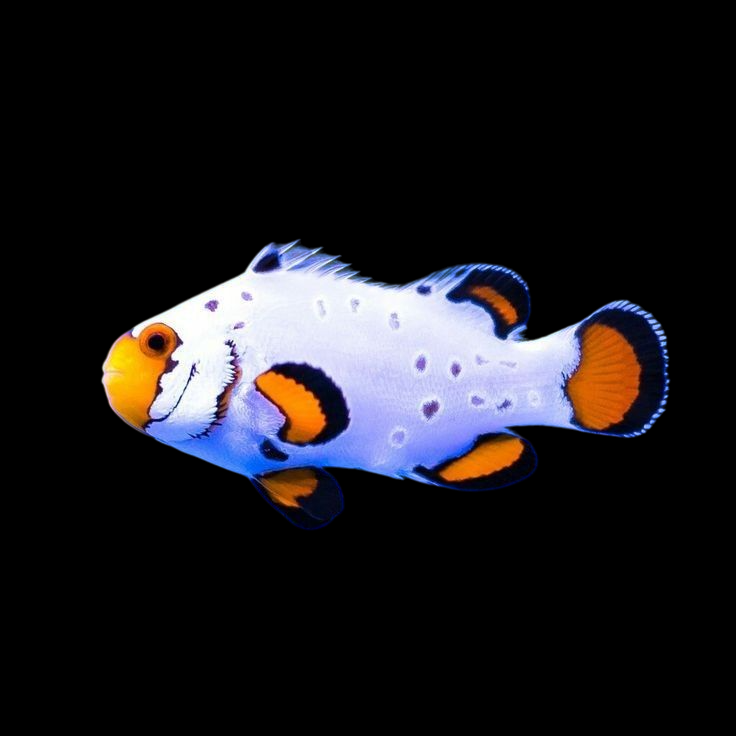 Mauritian Clownfish