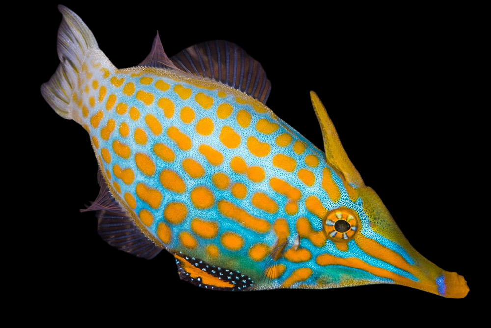 Orange Spot Filefish