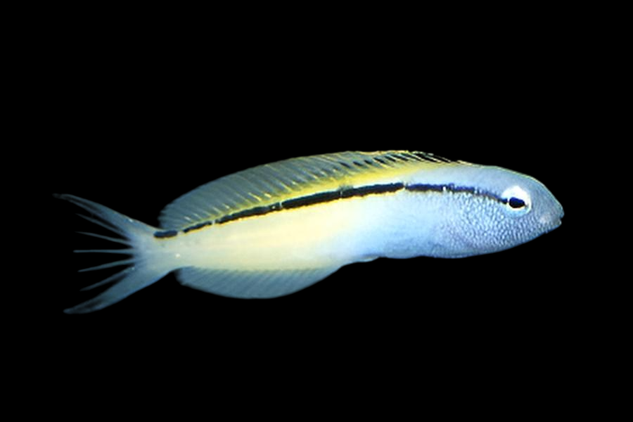 Blacklined Fang Blenny