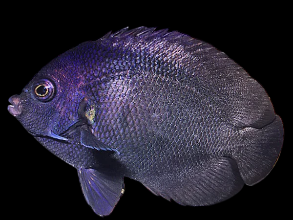 Black Nox Angelfish