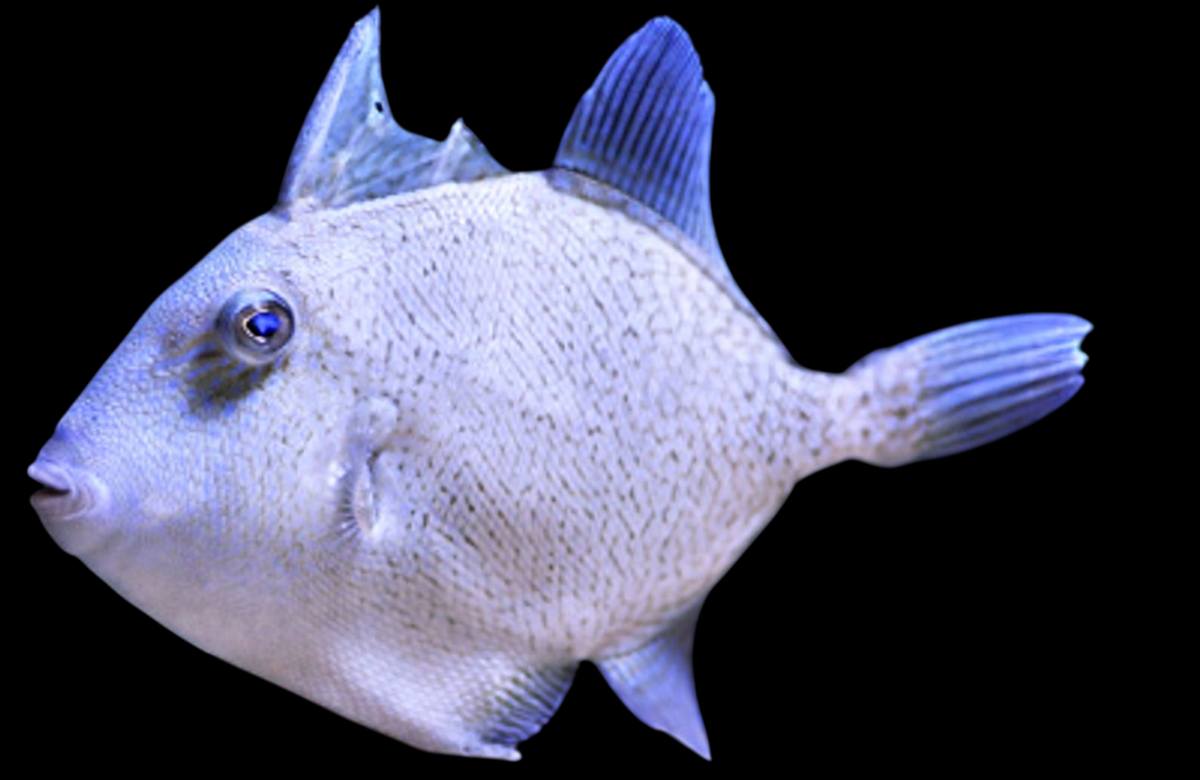 Finescale Triggerfish