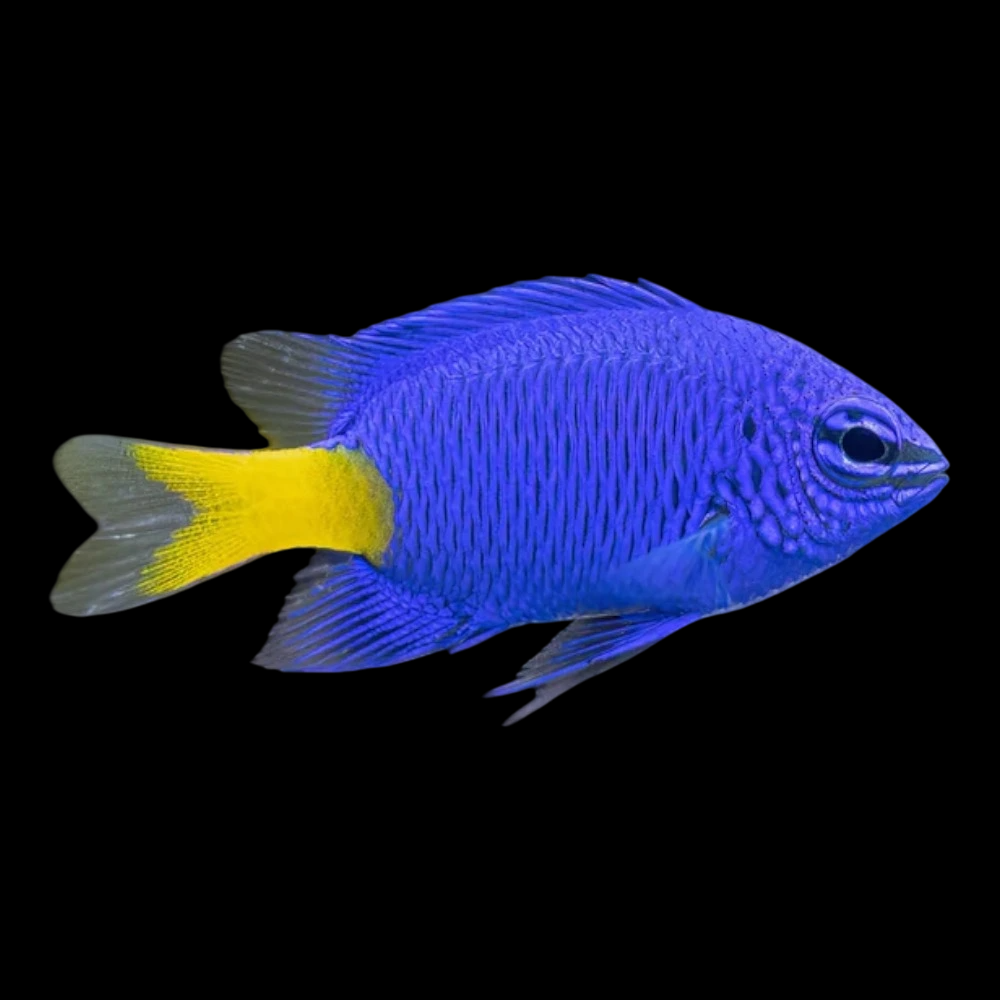 Yellowtail Damselfish