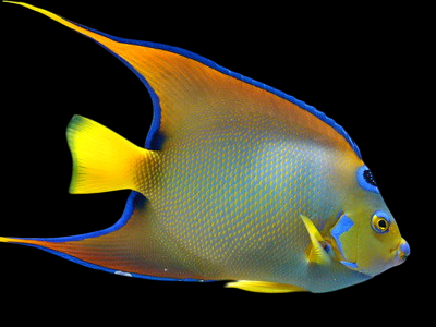 Queen Angelfish