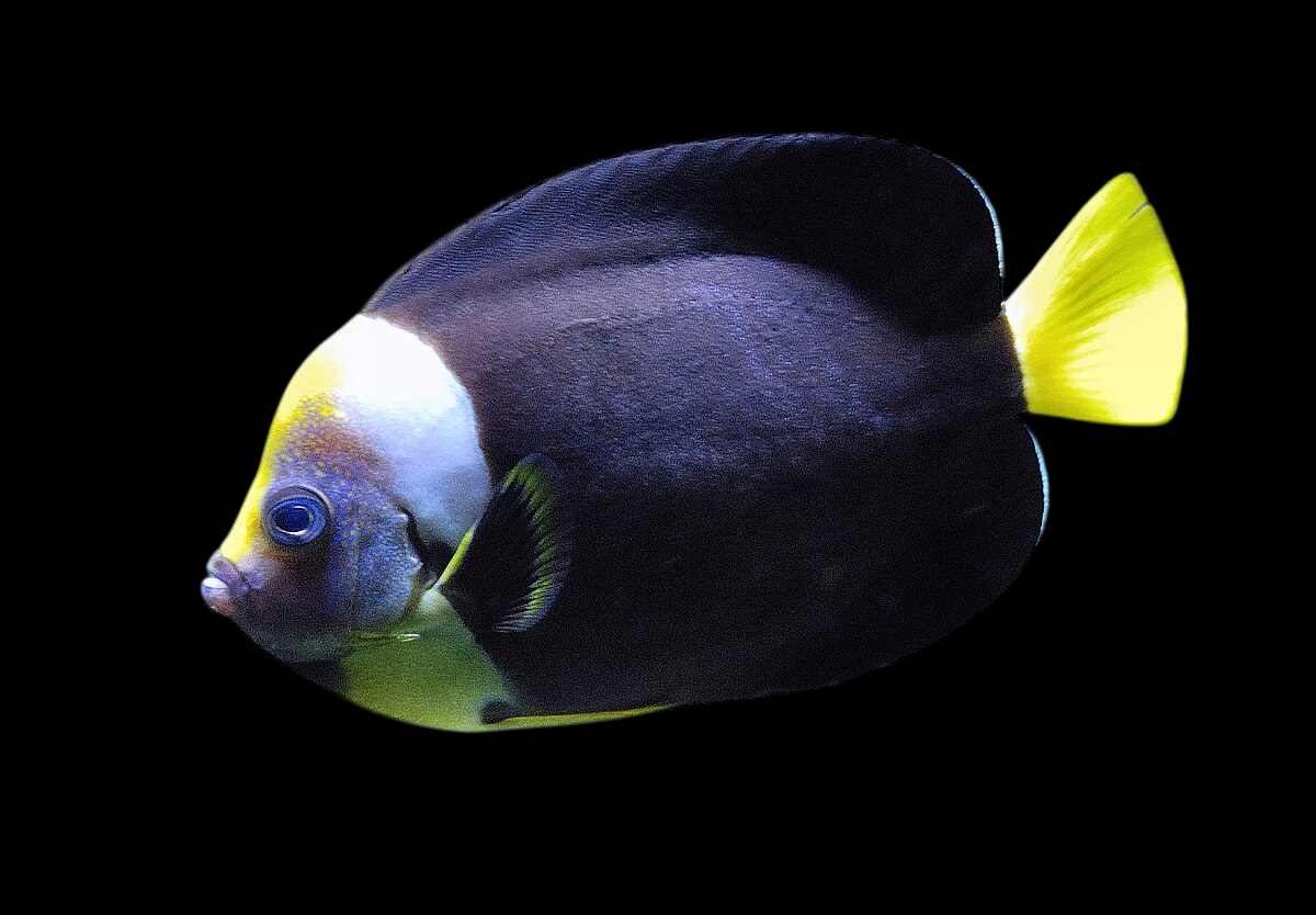 True Personifer Angelfish