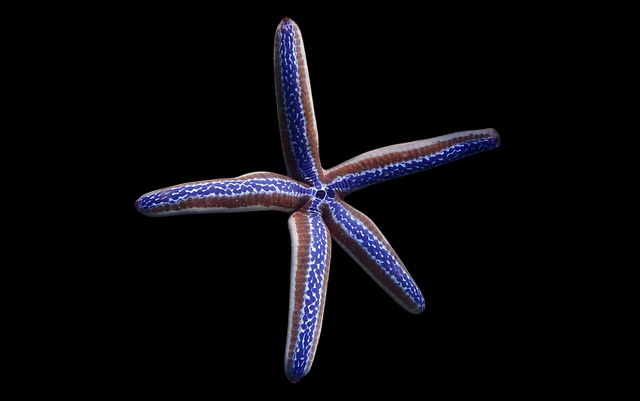 Colored Phataria Sea Star