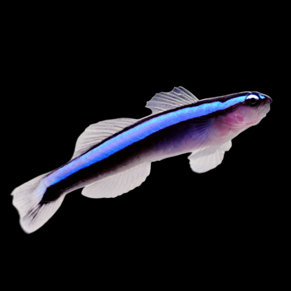 Neon Goby