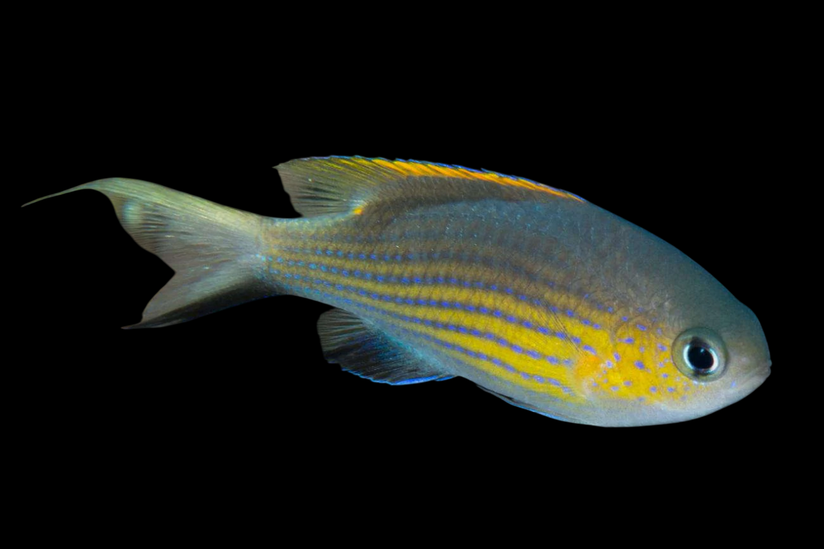 Vanderbilt's Chromis