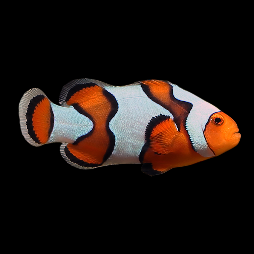 DaVinci Ocellaris Clownfish, Extreme