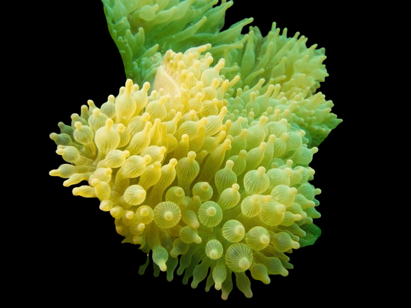 Japanese Bulb Anemone