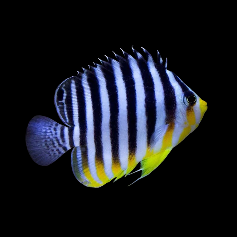 Multibarred Angelfish