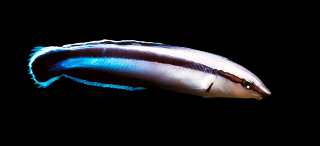 False Cleanerfish Blenny