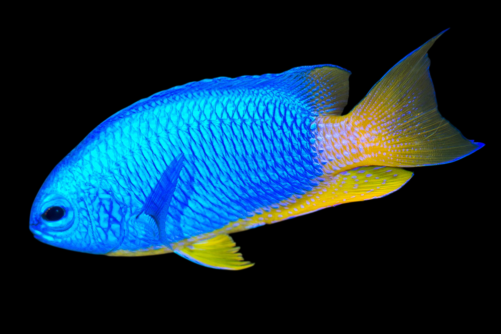 Neon Damselfish