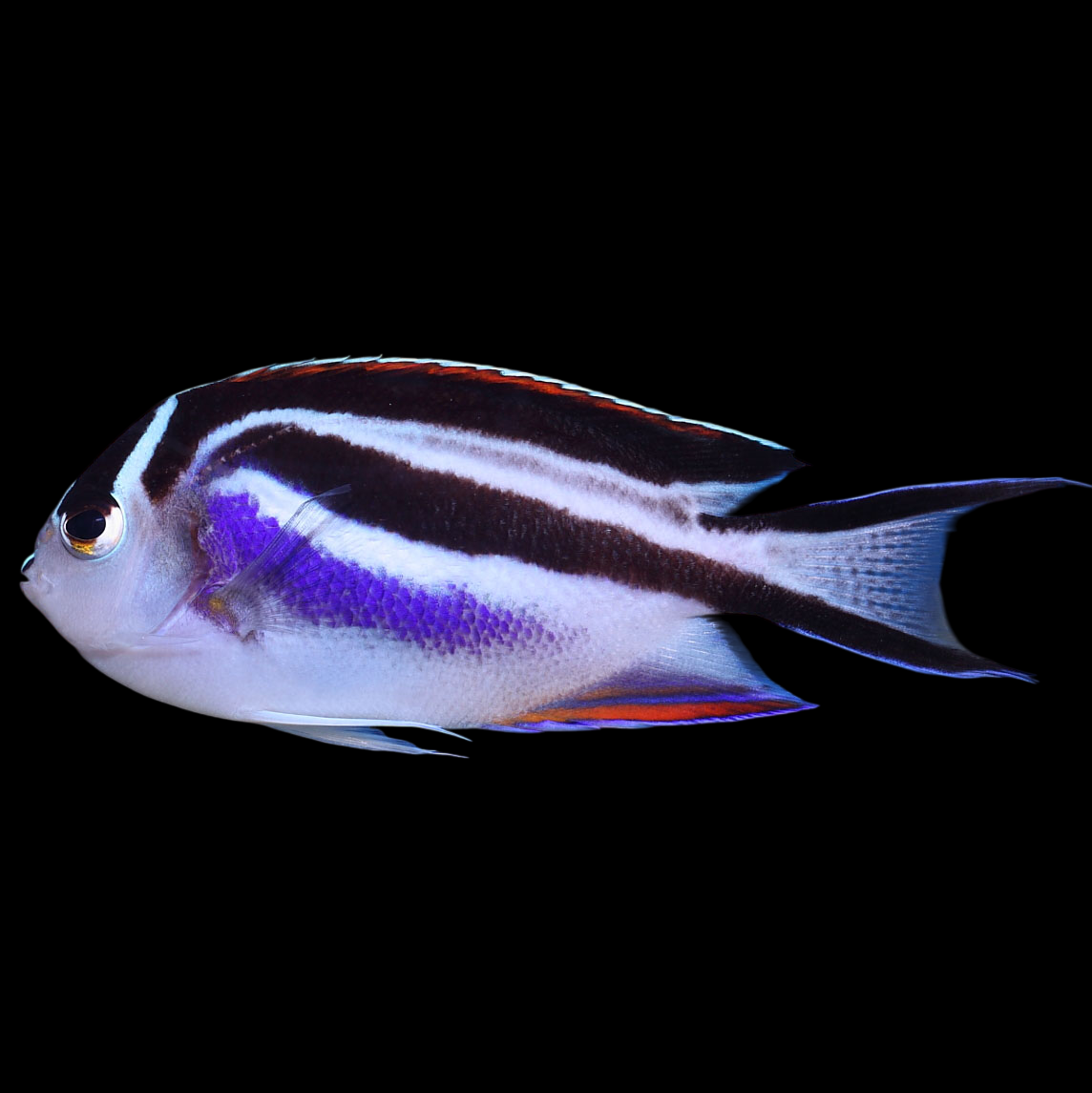 Bellus Angelfish, Female