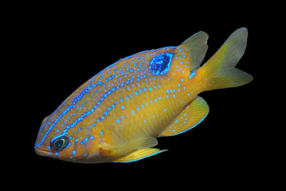 Bigscale Parma Damselfish