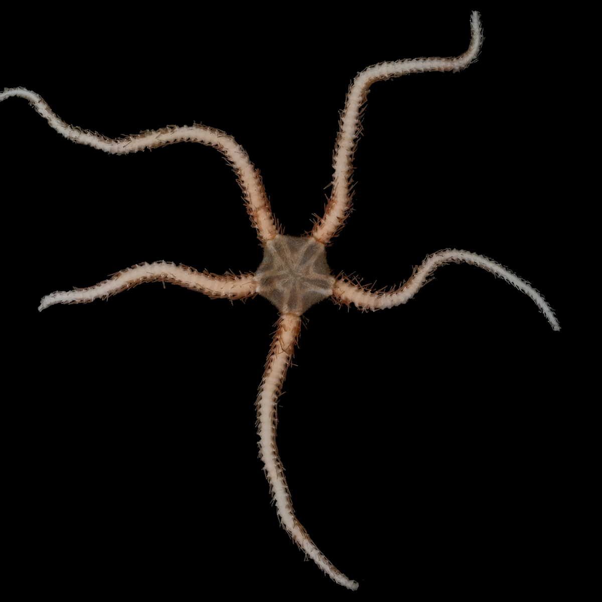 Brittle Sea Star