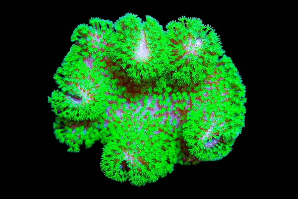Neon Green Carpet Anemone