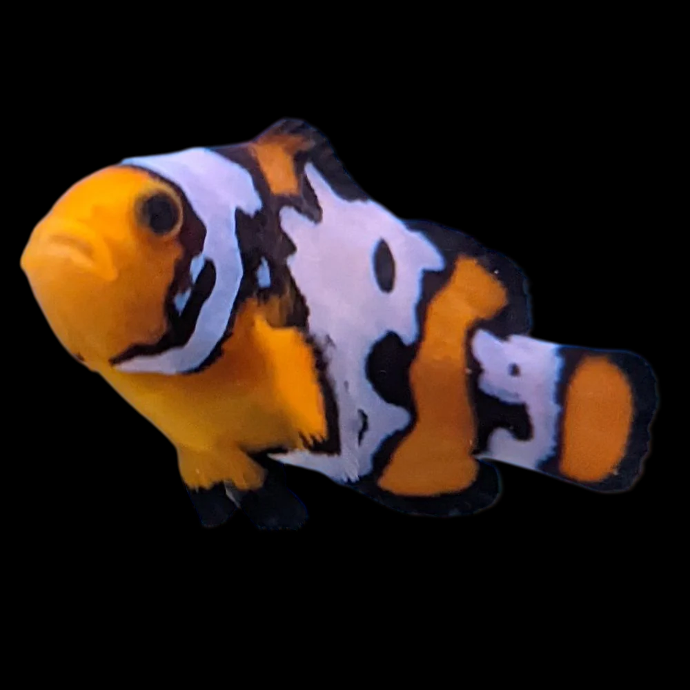 Bullet Hole Ocellaris Clownfish