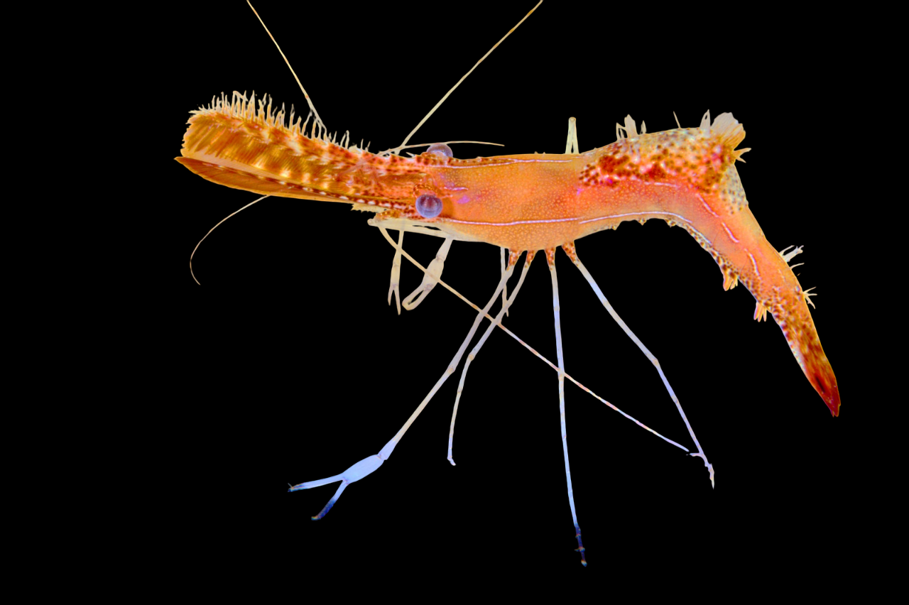 Orange Leander Shrimp
