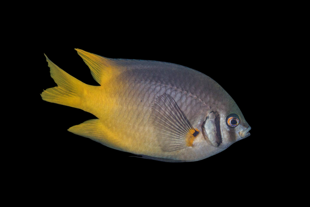 Bicolor Chromis